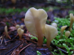 Cudoniaceae