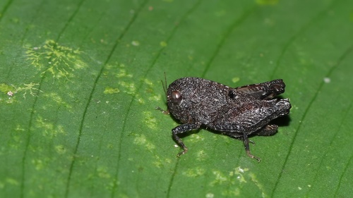 Diotarus pupus