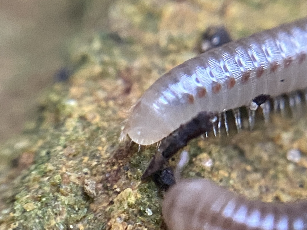Allajulus nitidus