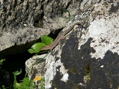 Anatololacerta ibrahimi