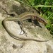 Baran’s Lizard - Photo (c) robert_s, some rights reserved (CC BY-NC), uploaded by robert_s
