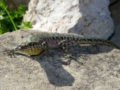 Anatololacerta ibrahimi