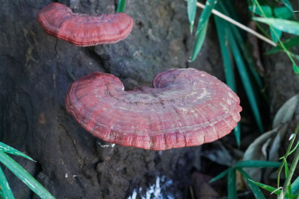 Ganoderma · November 2024 · photo: © tbc_watanabe (iNaturalist, cc-by)
