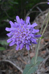 Knautia dipsacifolia