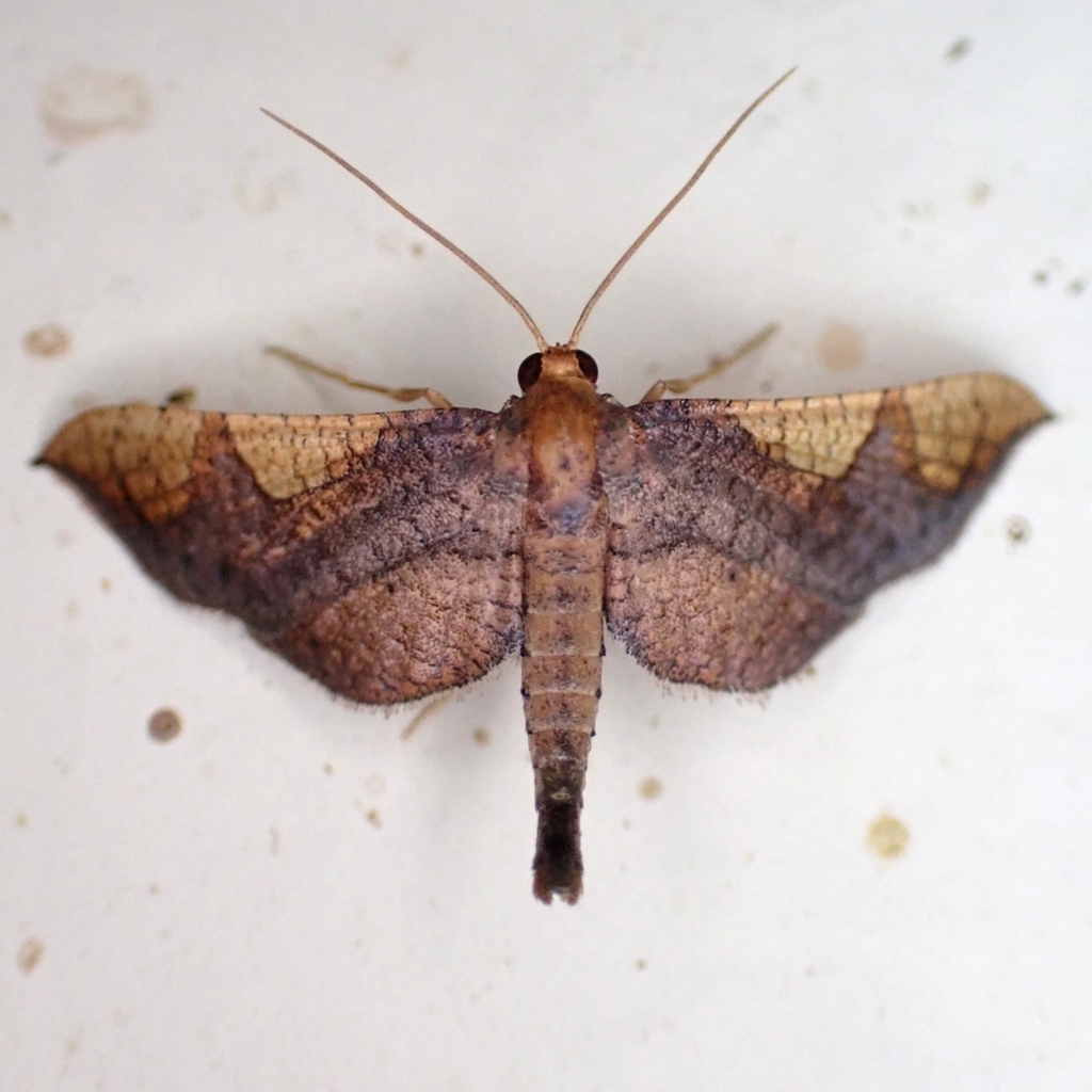 Rhodoneura lilacina