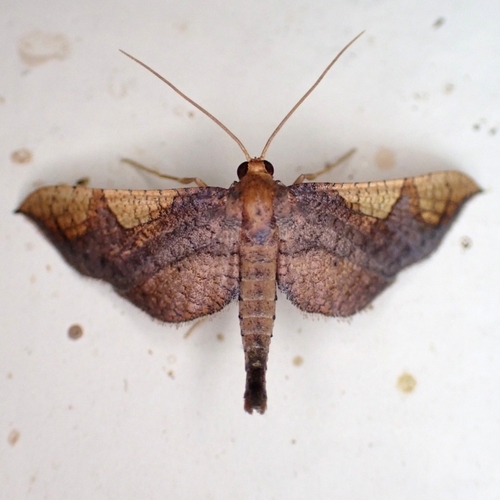 Rhodoneura lilacina