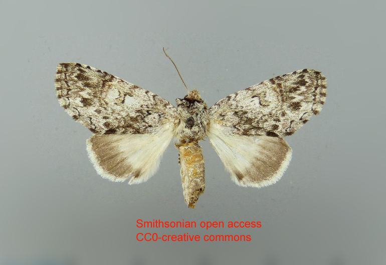 Sericochroa tertini