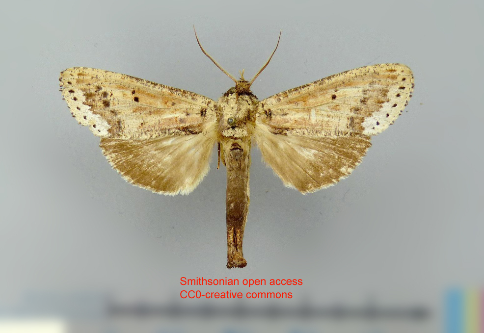 Bardaxima ionia
