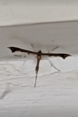 Anstenoptilia