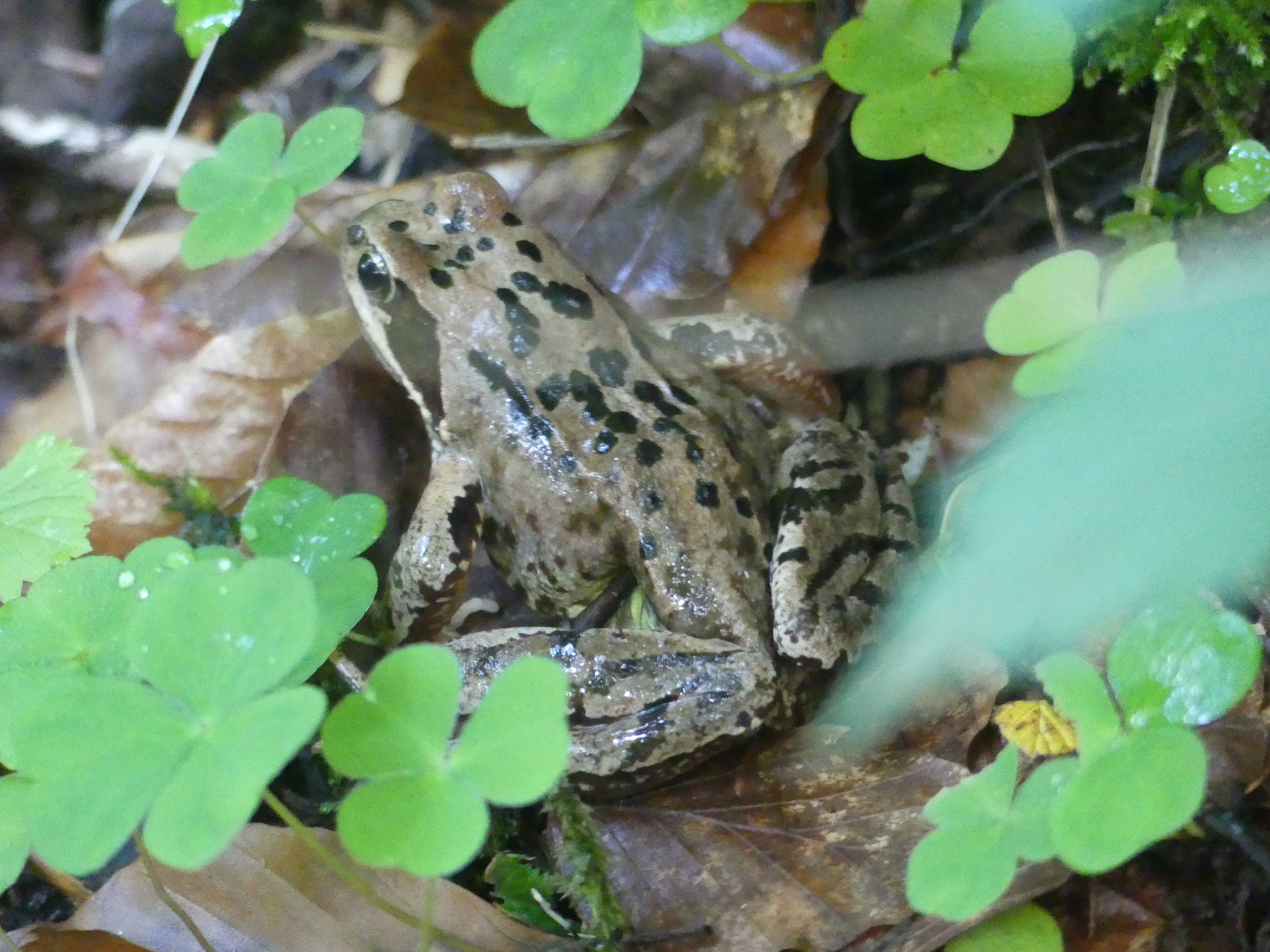 European Common Frog (Rana temporaria) · iNaturalist