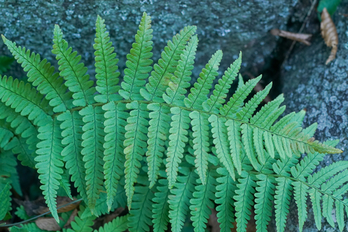 Image of Dryopteris uniformis by (c) WATANABE Hitoshi 渡辺仁, some rights reserved (CC BY)
