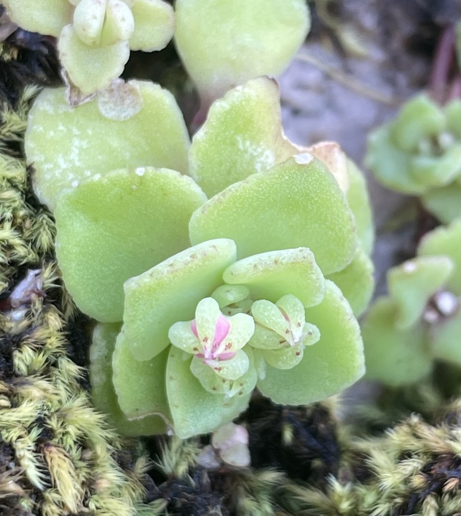Crystal Stonecrop From Friends Of Helderberg Nature Reserve Cape Town Crystal stonecrop from friends of helderberg nature reserve cape town