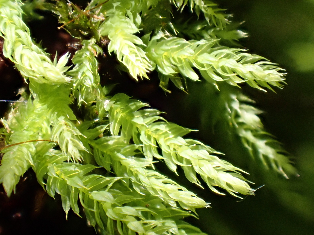 Leptotheca gaudichaudii
