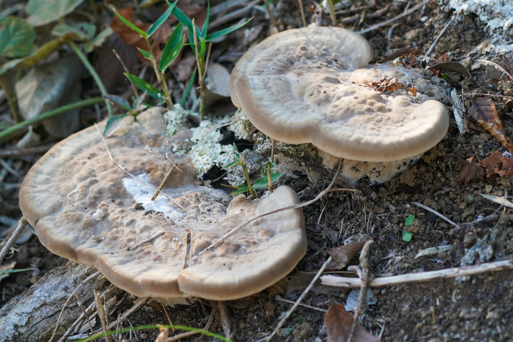 Trametes orientalis · November 2024 · photo: © tbc_watanabe (iNaturalist, cc-by)