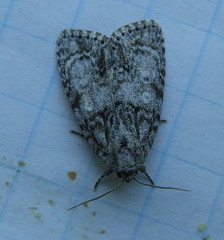 Acronicta retardata