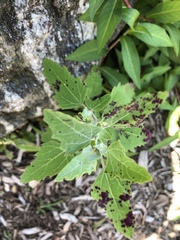 Norvellina chenopodii