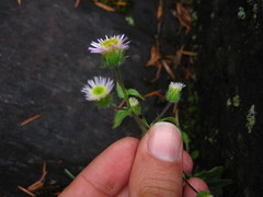 Erigeron nivalis