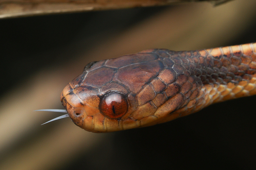 Sumatran Slug Snake