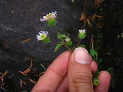 Erigeron nivalis