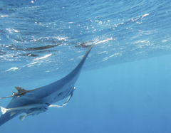 Mobula birostris