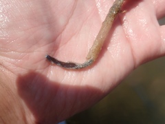 Diopatra cuprea