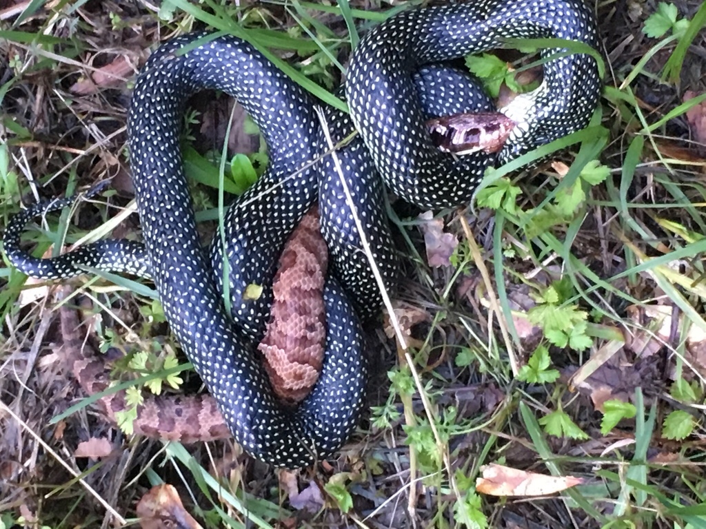 Speckled Kingsnake from 234 Kings Circle Grand Cane La 71032, Grand ...