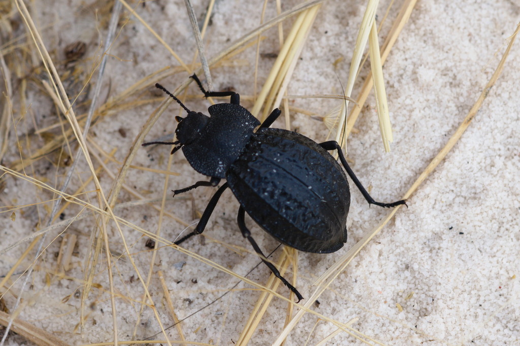 Philolithus aeger