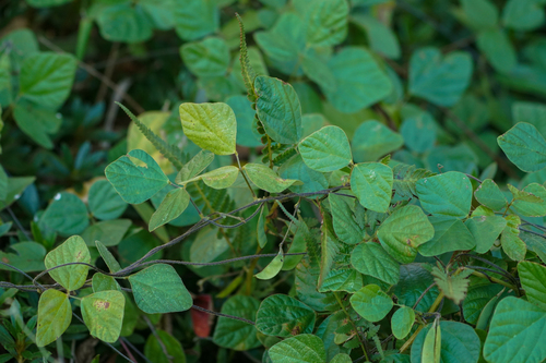 Amphicarpaea edgeworthii, photograph 4