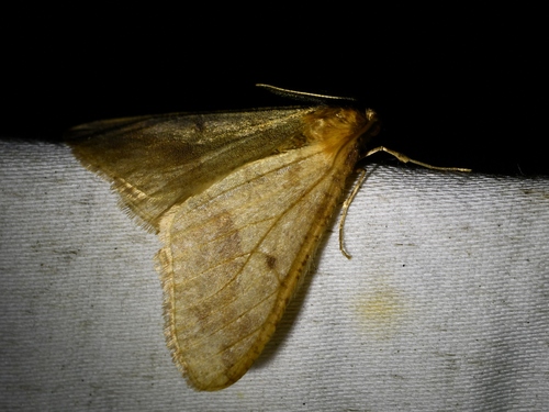 Linden Looper Moth (Erannis tiliaria)