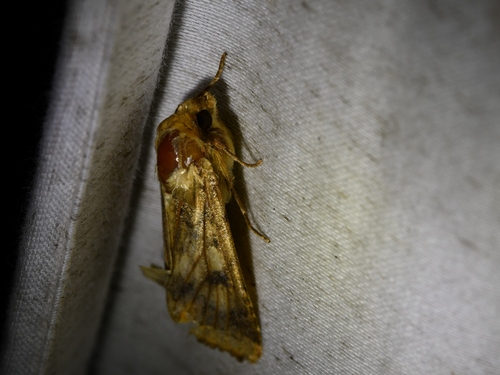Corn Earworm Moth (Helicoverpa zea)