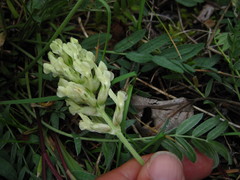 Oxytropis campestris