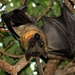 Straw-coloured Fruit Bat - Photo (c) Klipdrifters Travel, some rights reserved (CC BY-NC), uploaded by Klipdrifters Travel