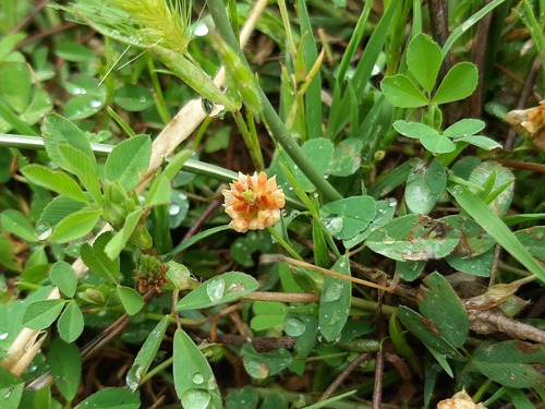 hop trefoil