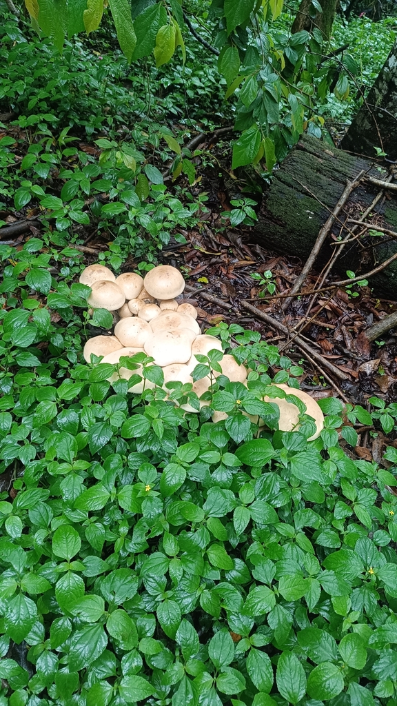 Macrocybe titans · November 2024 · photo: © aranda87 (iNaturalist, cc-by)