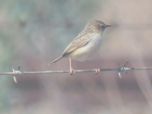 iNaturalist image