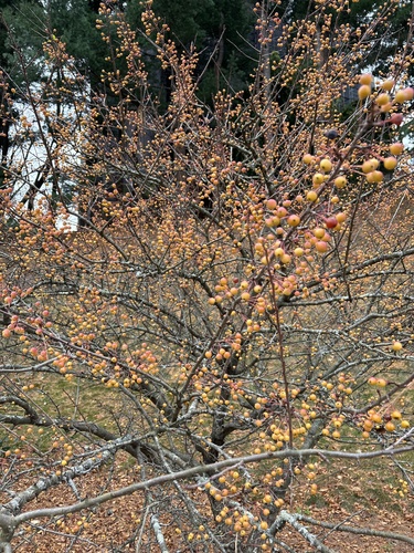 Malus spontanea iNat (1)