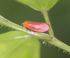 Eoscarta borealis