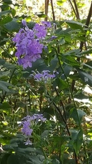 Phlox paniculata