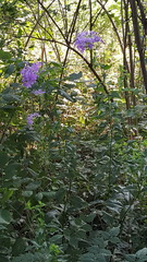 Phlox paniculata