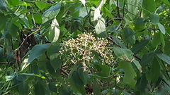 Sambucus canadensis