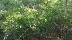 Sambucus canadensis