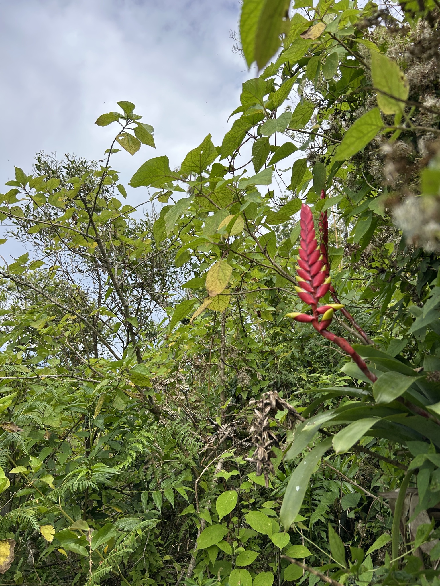 Vriesea platynema