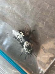 Tabanus trimaculatus