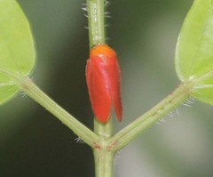 Eoscarta borealis