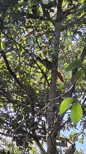 Little Chachalaca (Ortalis motmot), photo 7