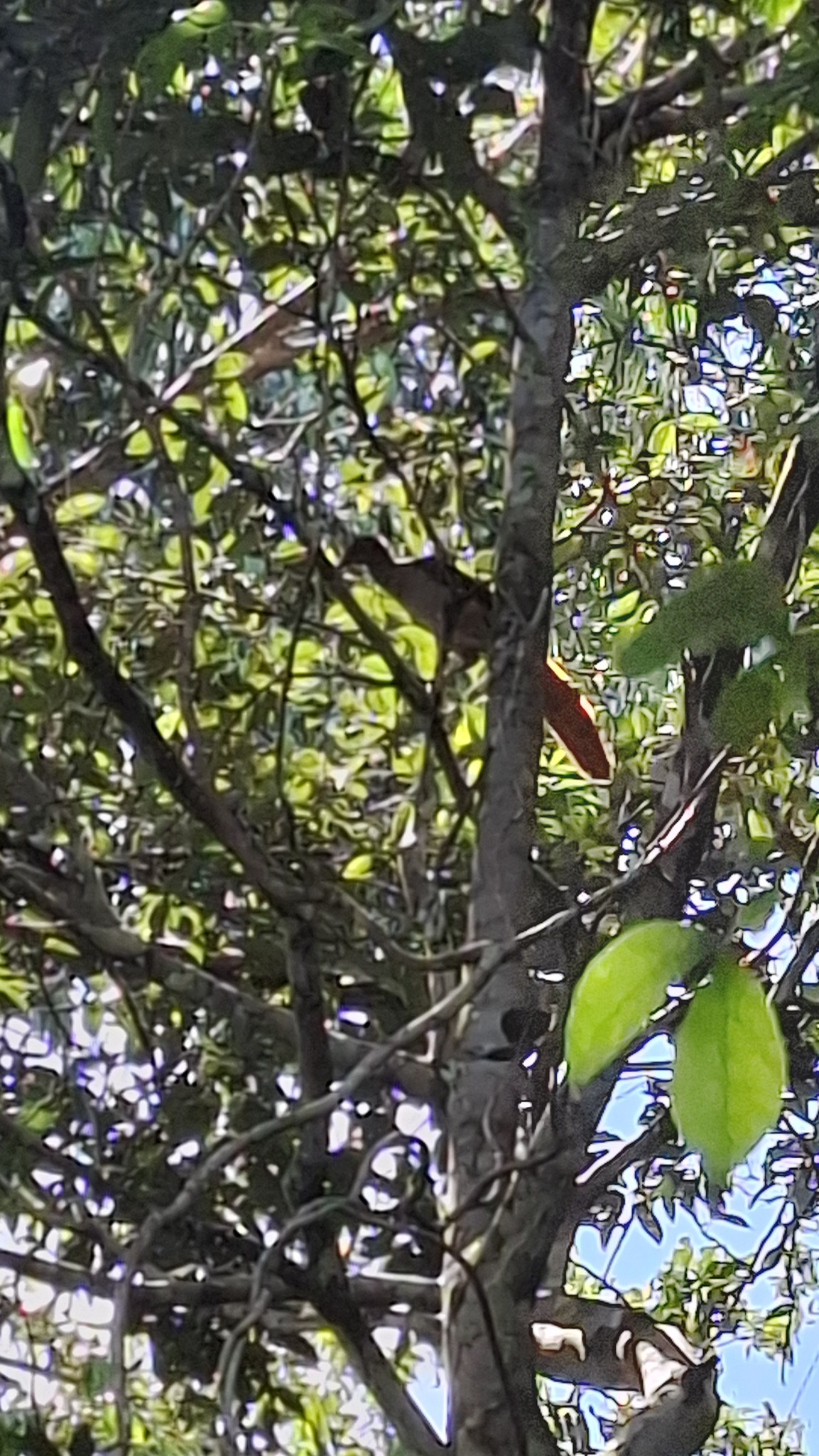 Little Chachalaca (Ortalis motmot), photo 4