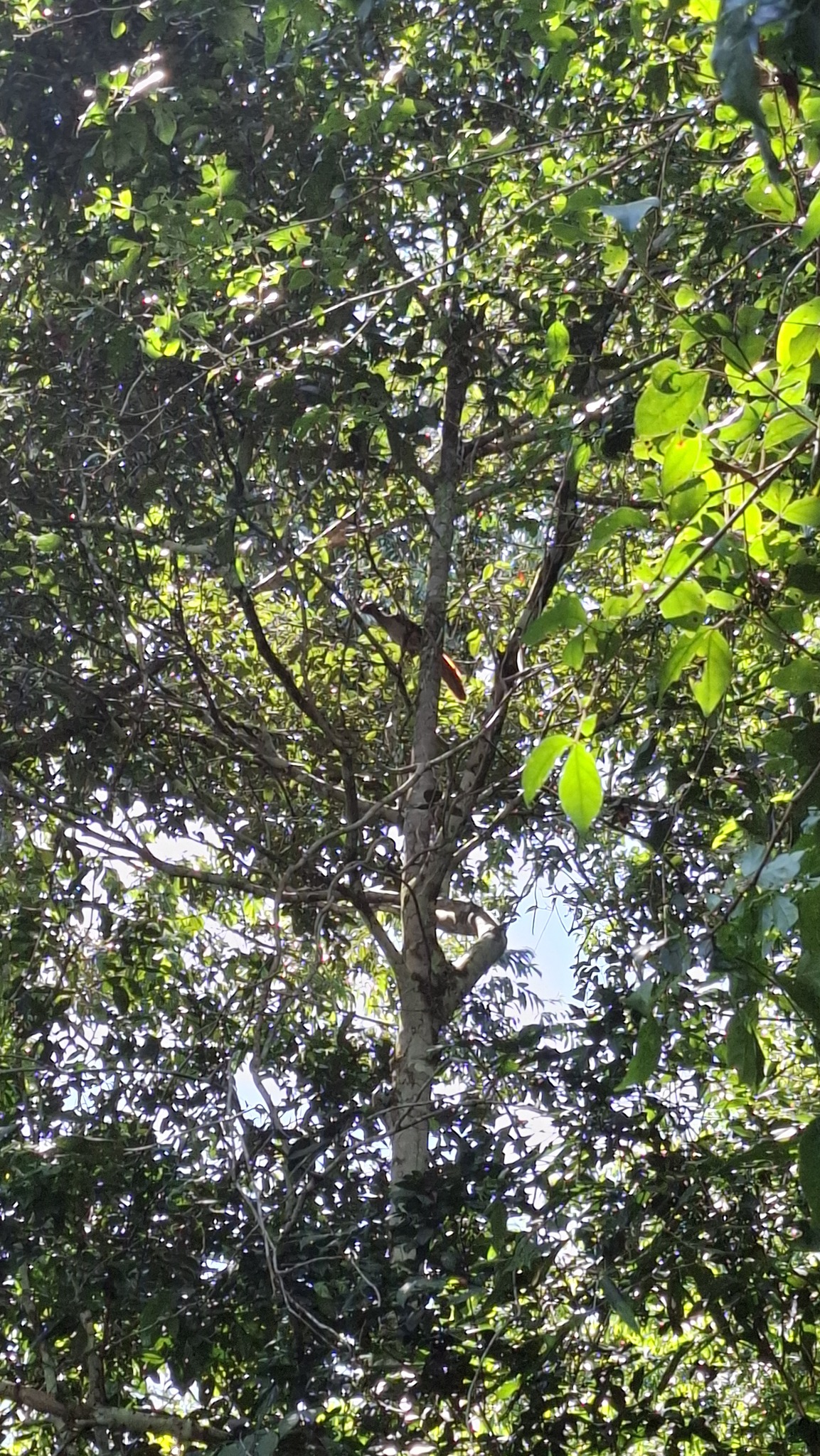 Little Chachalaca (Ortalis motmot), photo 3