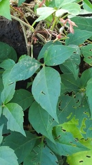 Parthenocissus quinquefolia