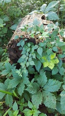 Parthenocissus quinquefolia