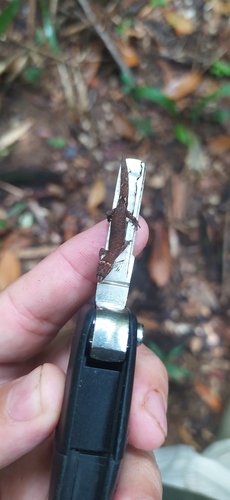 Ilha Maracá Gecko, Coleodactylus septentrionalis